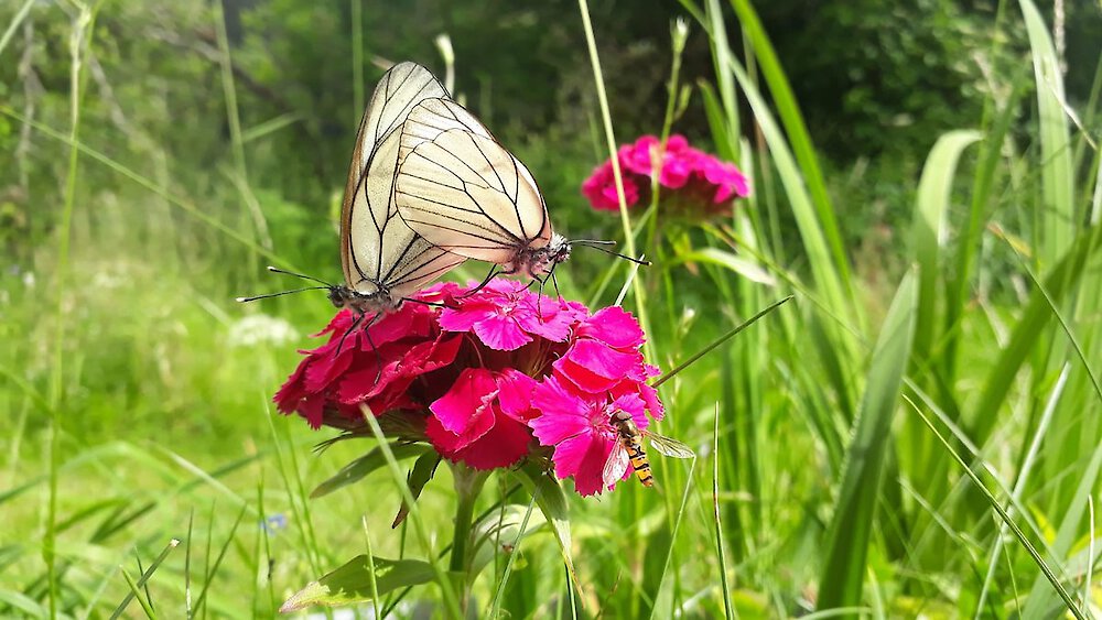 Ruhe-u. Auszeit im Bayer.Wald